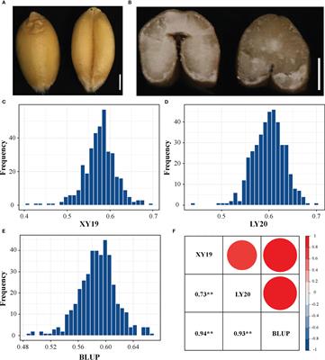 Genome wide association and haplotype analyses for the crease depth trait in bread wheat (Triticum aestivum L.)